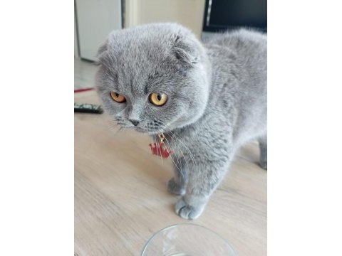 Sahiplendirme scottish fold