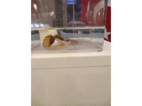 Bebek axolotl sağlıklı ve keyifli