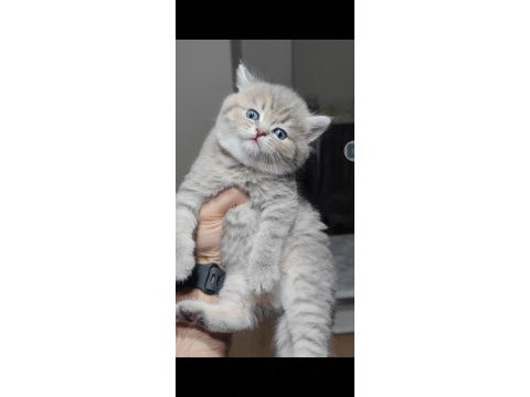 British shorthair kedimiz