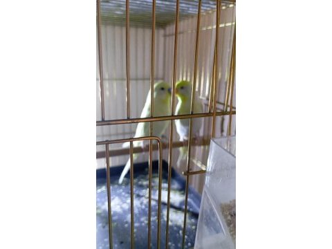Genç renk güzeli çift muhabbet kuşu