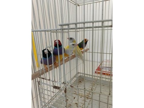 Golden finch