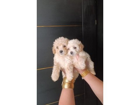 Maltipoo yavrular