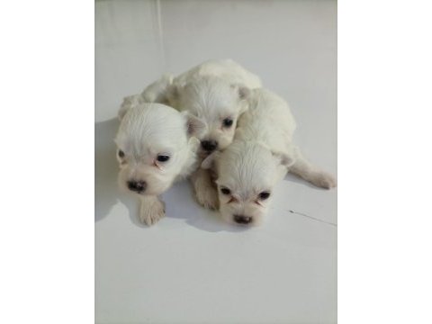 Terrier maltese yavrularımız tüm iller