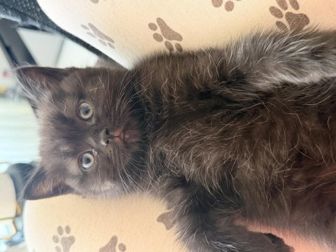 Yeni yuvalarına gitmeye hazır scottish fold