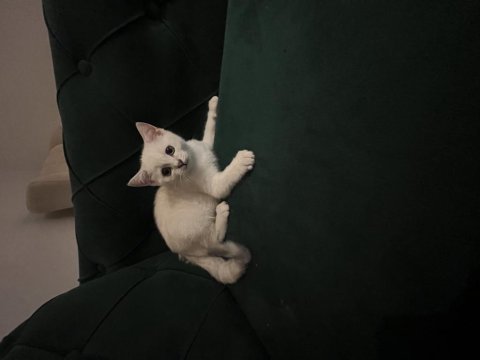 3 aylık kedimi sahiplendirmek istiyorum çok oyuncudur