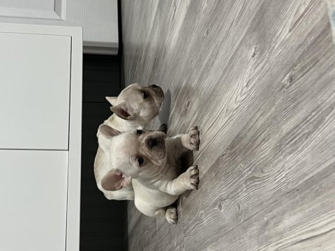 French bulldog bebekler
