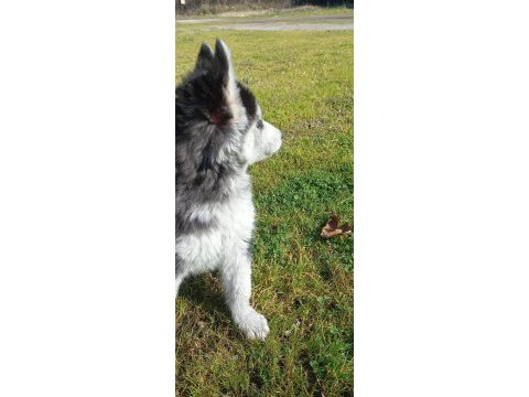 Husky sibirya kurdu