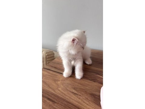 British longhair ve shorthair yavrularımız