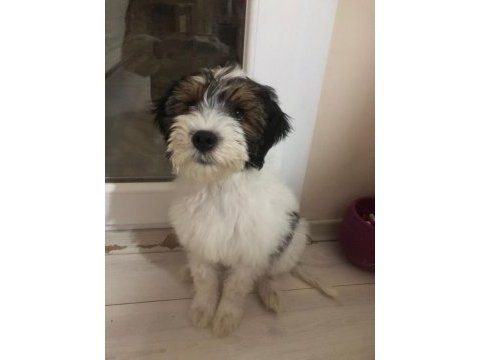 İzmir içi sahiplendirme morkie