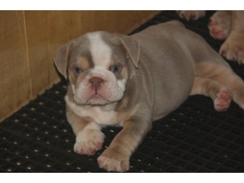Kalitesi ortada bulldog yavrularımızın