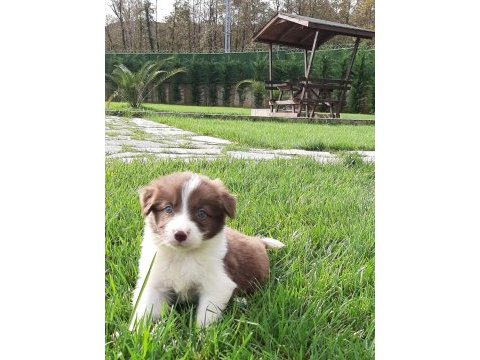 Border collie yavruları ıstanbul  