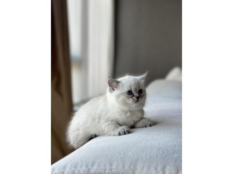 Lynx point british shorthair yavru yeni yuvasını arıyor