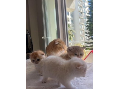 Safkan ny12 golden scottish fold yavrular