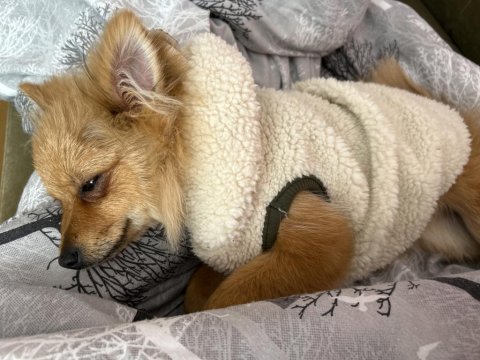 Pomeranian şilaya yuva