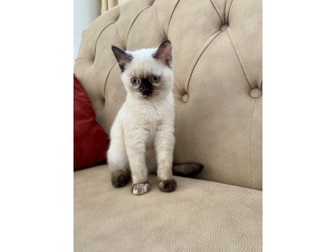 Blue ve red british shorthair yavrular