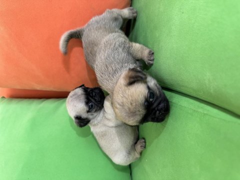 Anne altından safkan pug (mops) yavrular