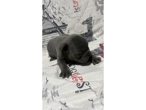 Harika blue fransız bulldog bebekler