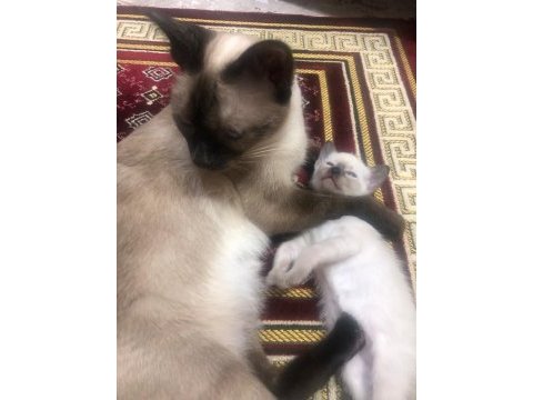 Erkek gül kuyruk siyam yavru