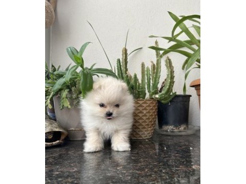 Ayı surat pomeranian yavrumuz