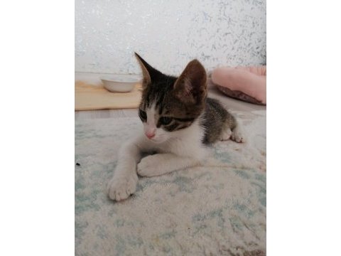 İki kardeş yavru kediler
