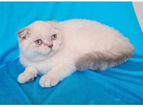 Scottish fold yavrular sahibinden