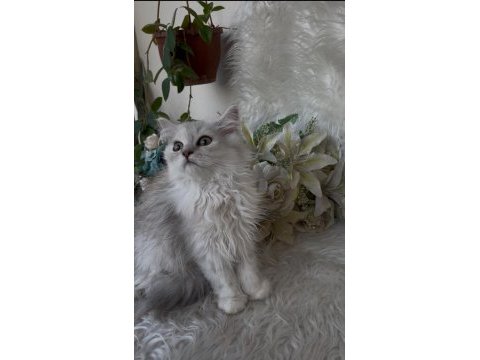 British longhair yeşil göz erkek
