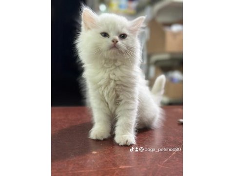 50 günlük british longhair bebeler