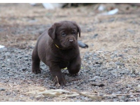 Safkan ırk garantili labrador retriever yavrular