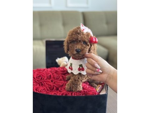 Yavru poodle kızım cherry