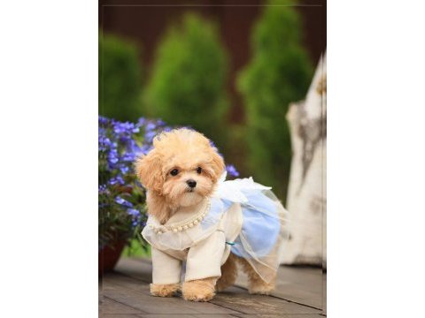 Yuva bekleyen kore maltipoo 