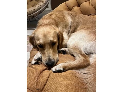 Ücretsiz golden retriever 2 yaş erkek kısır aşılı