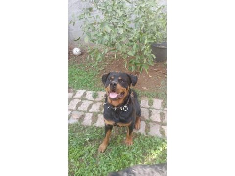 Macar rottweiler koca kafa