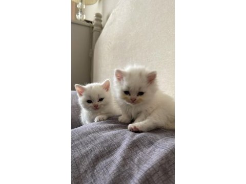 British shorthair blue point