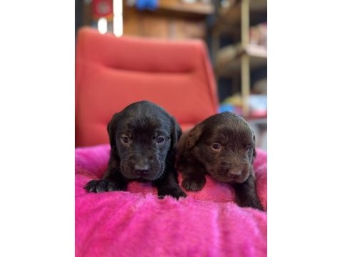 Asil rehber köpek labrador