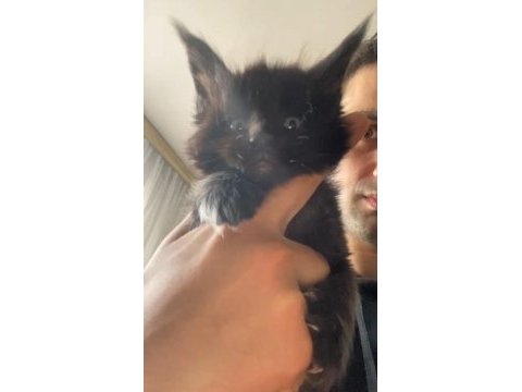 Dev xxxl kan maine coon yavrular