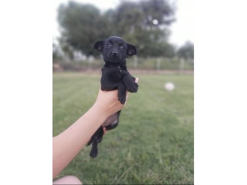 Chiuhuahua