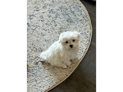 Ruhsatlı çiftlikten maltese terrier yavrular