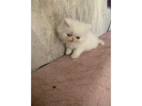 Safkan pamuk gibi iran kedisi