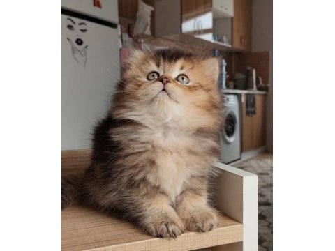 British longhair kedilerim