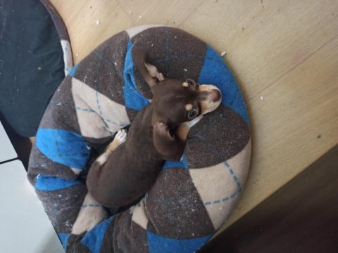 3 aylık erkek mocha chihuahua
