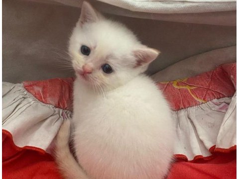 Mavi gözlü british shorthair dişi yavru yuva arıyor