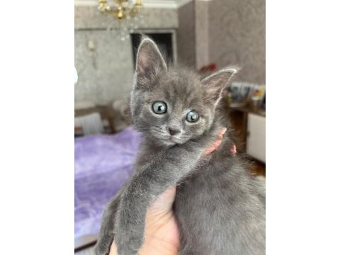 Minik british shorthair yavrumuza yuva arıyoruz