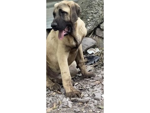 Köpekleri sahiplendiriyoruz
