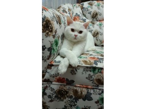British shorthair beyaz kedimiz yuvasını arıyor