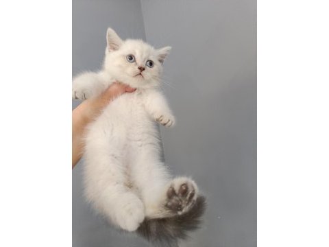 British shorthair linç point