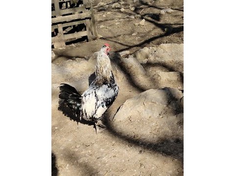 6 aylık horozlar