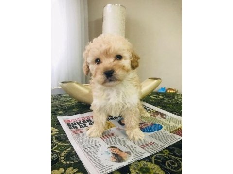 Orjinal sağlık garantili ped eğitimli maltipoo