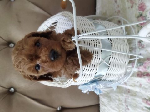 Toy poodle bebekler