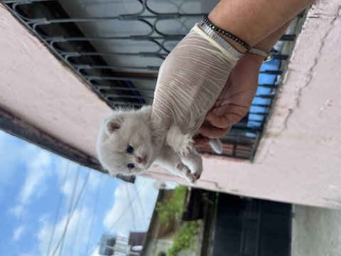 British shorthair golden yavrularımız