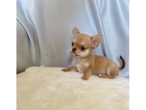 Karamel chihuahua (şivava) kardeşler